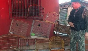 Polícia Ambiental apreende 10 aves silvestres em Miguel Alves