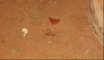 Taça de vidro utilizada no crime