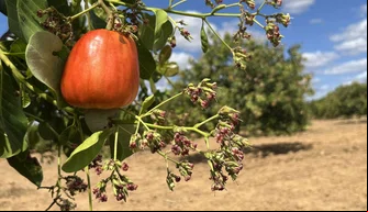 Produção de caju do Piauí tem aumentado a 2ª maior área plantada no Brasil