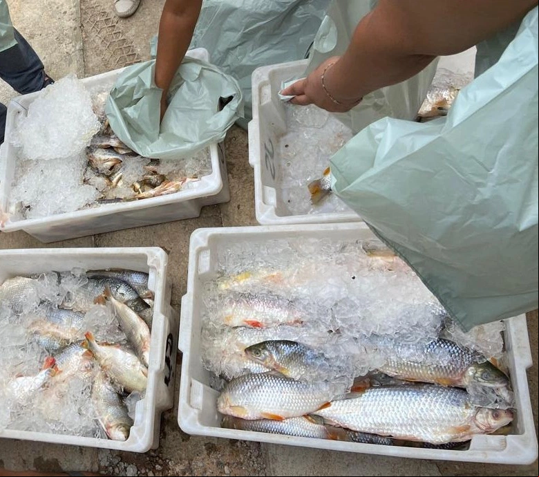 Pescado ilegal apreendidas pela Polícia Militar